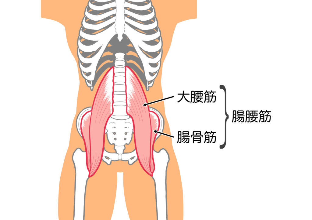 筋肉