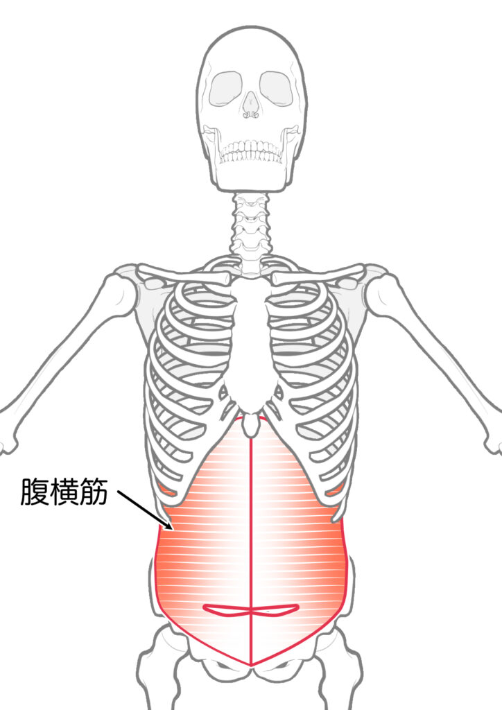 筋肉